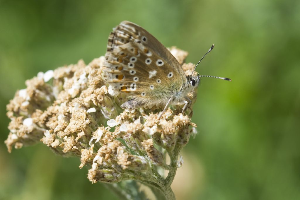 Polyommatus coridon?  S !